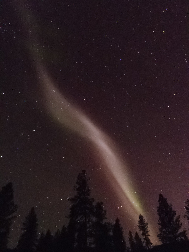 A pale mauve STEVE ribbon arcing across a starry night sky above silhouetted pine trees